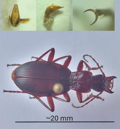 Réf. 352 504 : Laemostenus oblongus